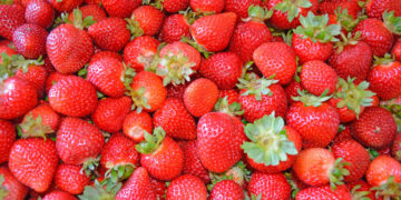La Ruta de la Frutilla en Panilongo