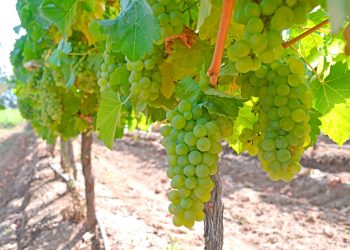 Vinos de Paredones