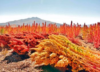 Valorando nuestra quinua