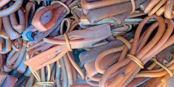 Algueros de Cardenal Caro, en peligro de extinción