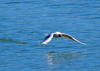 Humedal de Bucalemu: Descubriendo su Riqueza Oculta
