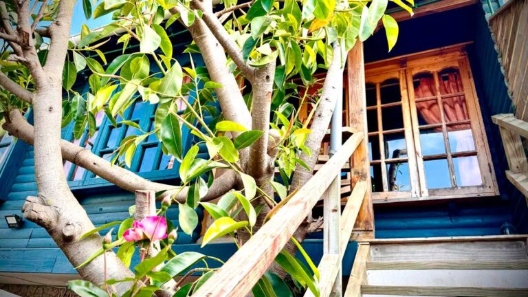 marquesana5 1 768x432