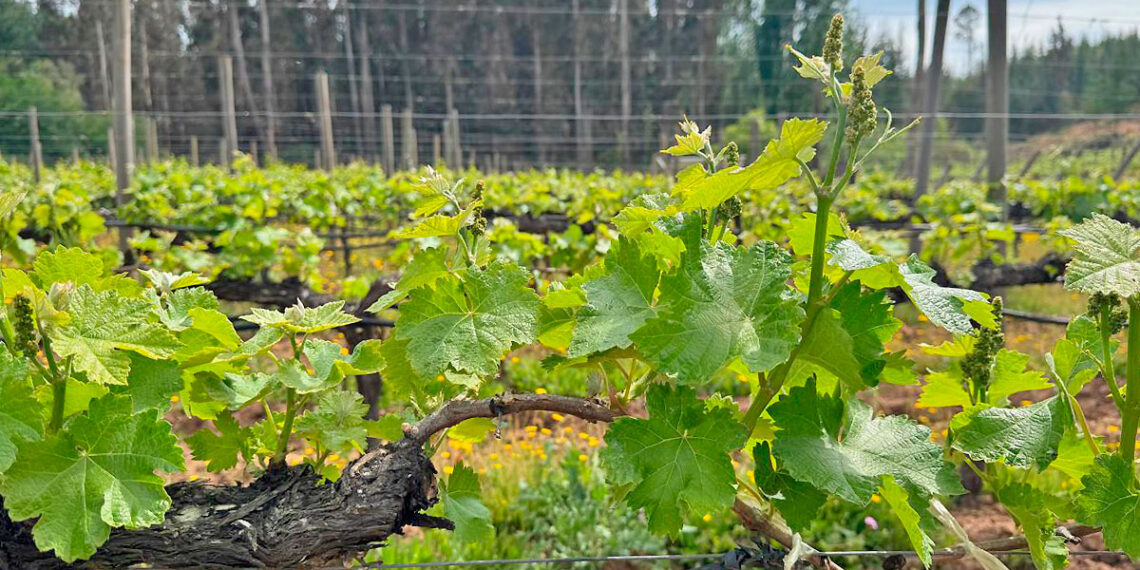 Guardianes del vino del secano: las familias que mantienen viva la tradición en Paredones