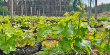 Guardianes del vino del secano: las familias que mantienen viva la tradición en Paredones