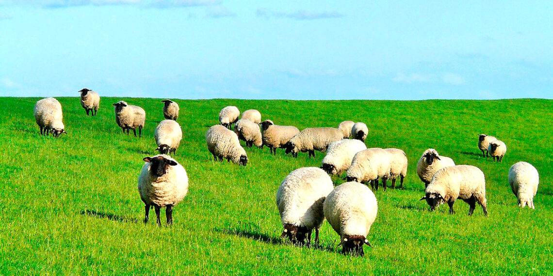 Mingako de la Esquila en Cabeceras: la comunidad revive una tradición campesina que quiere quedarse