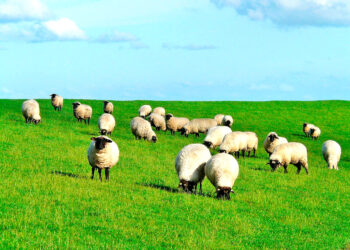 Mingako de la Esquila en Cabeceras: la comunidad revive una tradición campesina que quiere quedarse