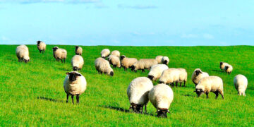 Mingako de la Esquila en Cabeceras: la comunidad revive una tradición campesina que quiere quedarse