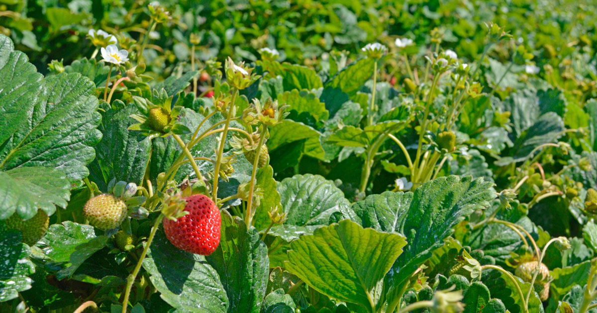 Plantación de frutillas.