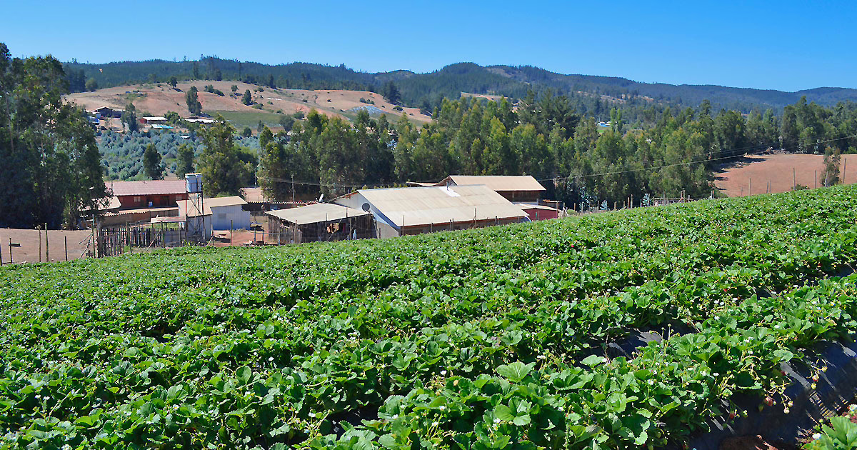Campo de frutillas.