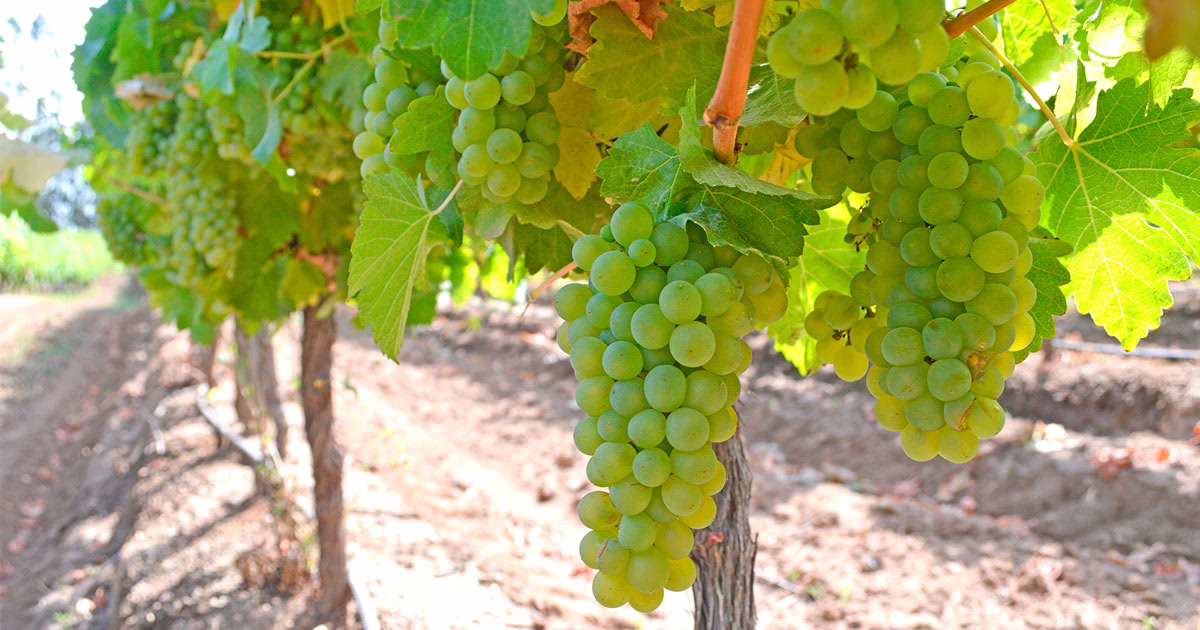 parronales de Cardenal Caro