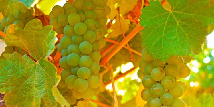 Uvas de Cardenal Caro